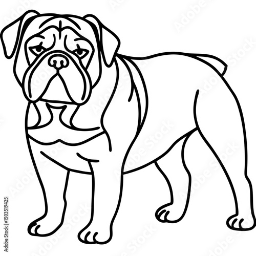 Olde English Bulldogge illustration. Canine breed drawing shows strong muscular dog. Olde English Bulldogge image perfect for pet adoption posters and animal shelter brochures.