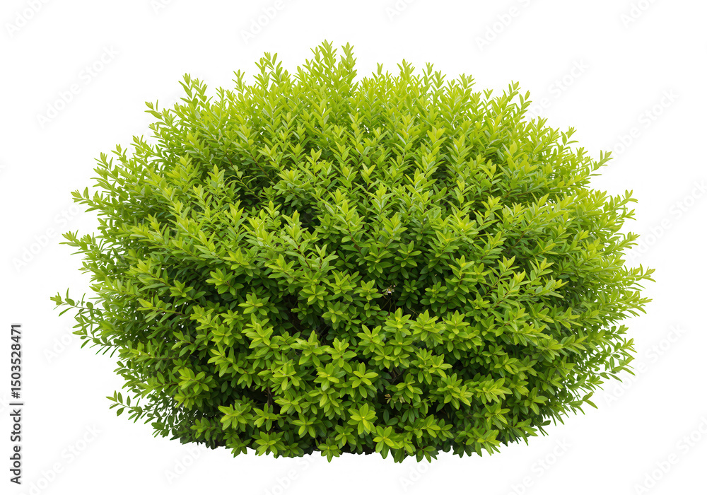 Fototapeta premium Lush green bush isolated on transparent background