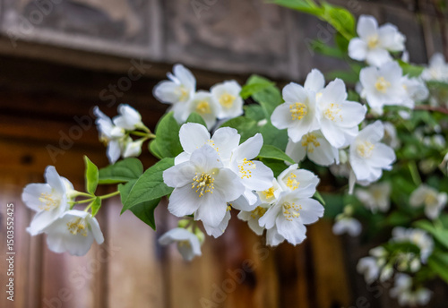 Rama florecida de  Philadelphus lewisii (jazmín de novia o celindo )
