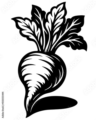 A black and white drawing of a sugar beet