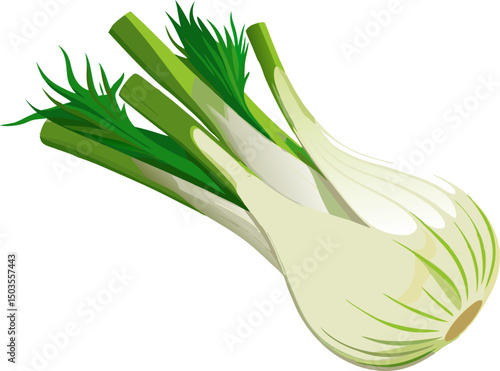 Florence fennel bulbs, A fennel bulb with green fronds on a white background 