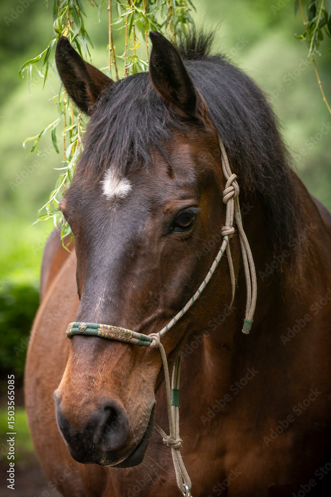 Fototapeta premium Pferdeportrait am Weidenbaum