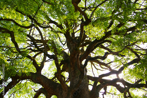 Obraz na plátně Giant camphor tree at the Meiji Shrine in Tokyo, Japan