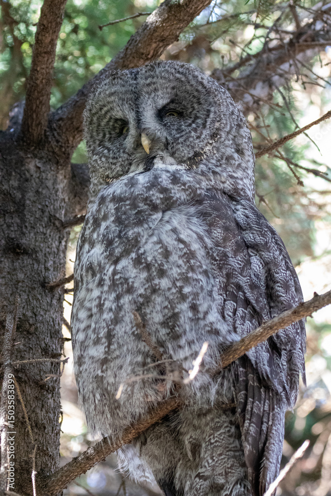 Fototapeta premium A great grey owl at a local zoo