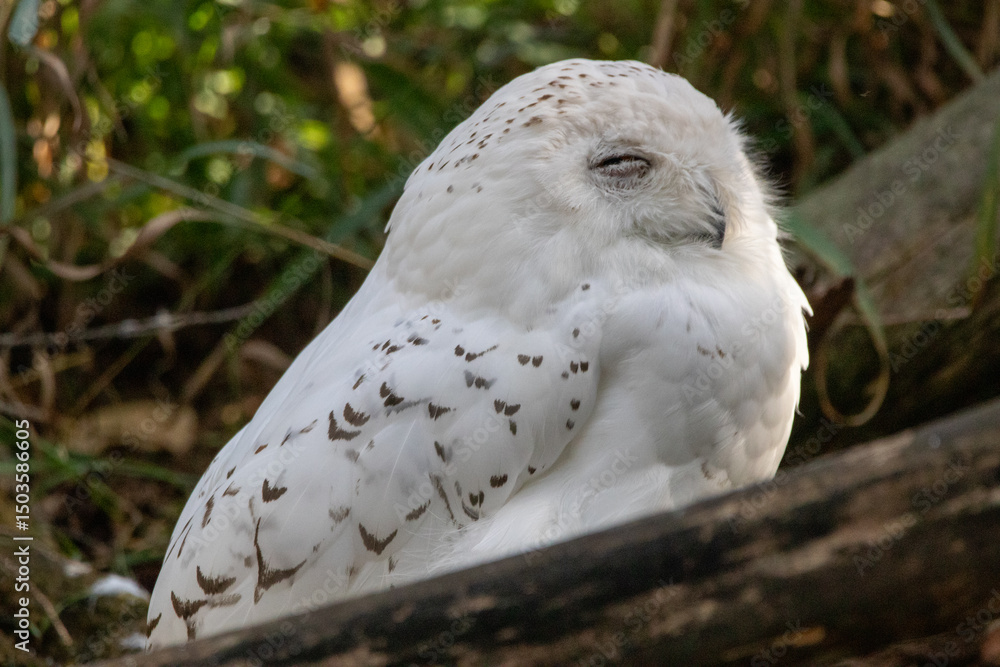 Fototapeta premium A Snowy Owl at a local zoo