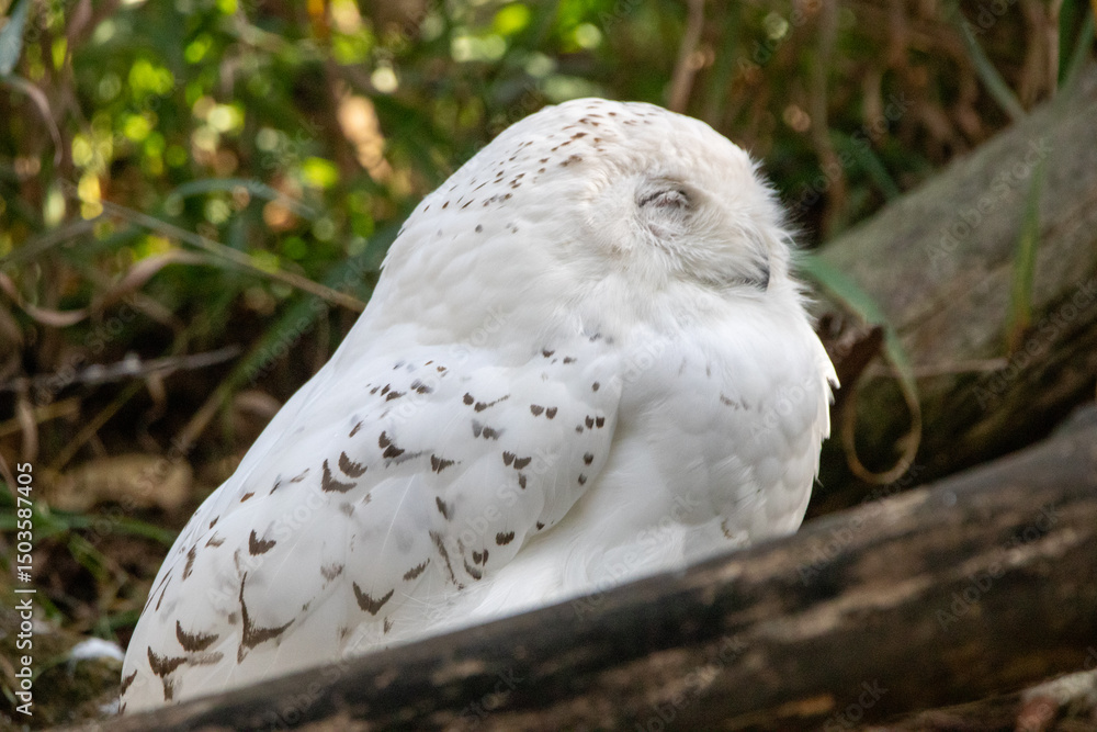 Obraz premium A Snowy Owl at a local zoo