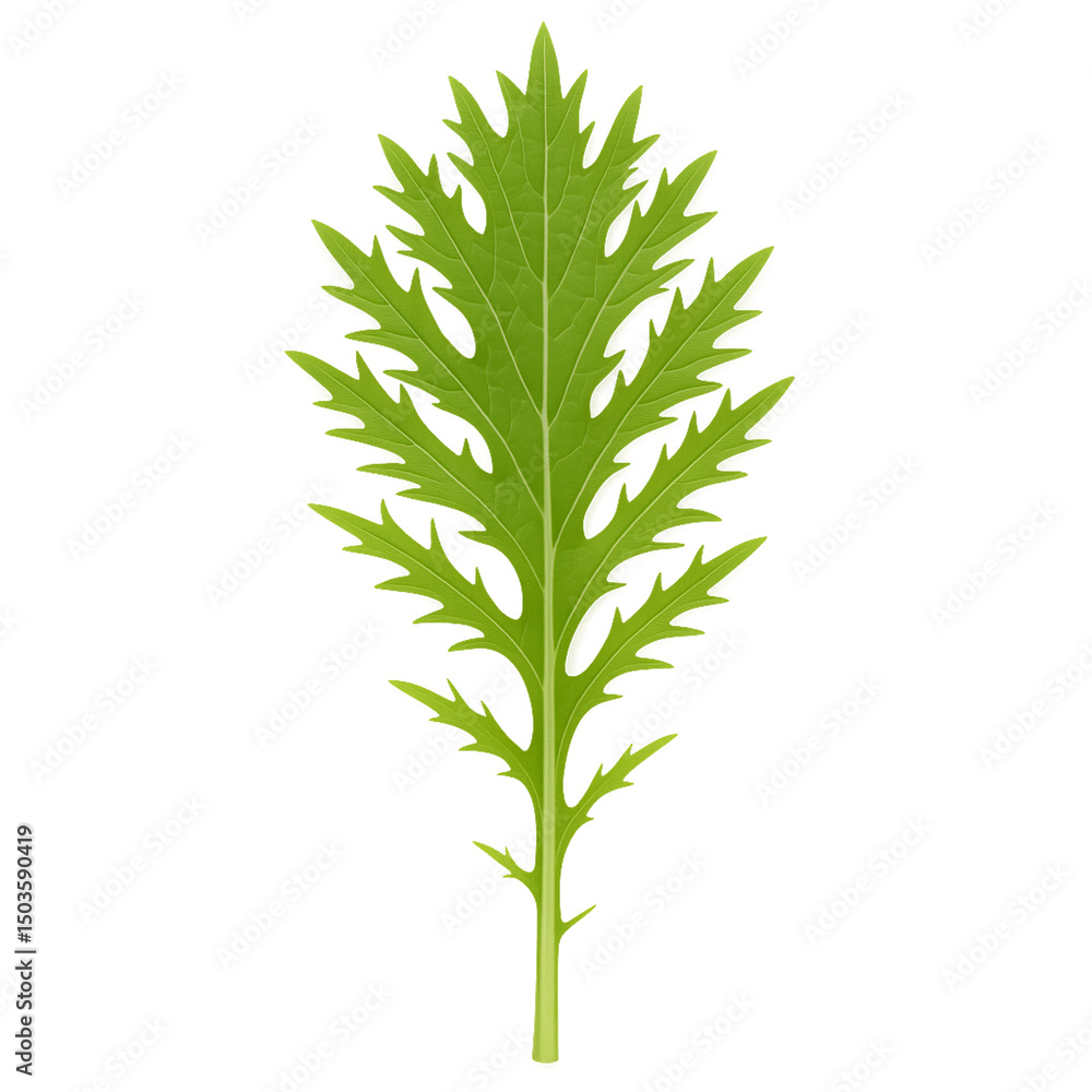 Fototapeta premium Single green mizuna leaf isolated on white background