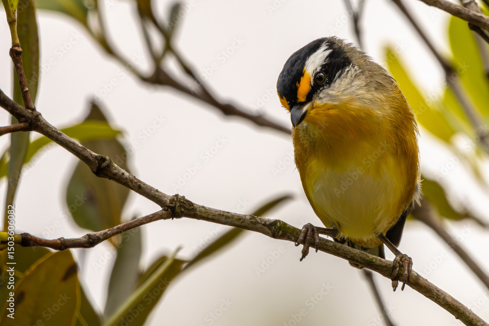 Fototapeta premium A Striated Pardalote perched on a branch