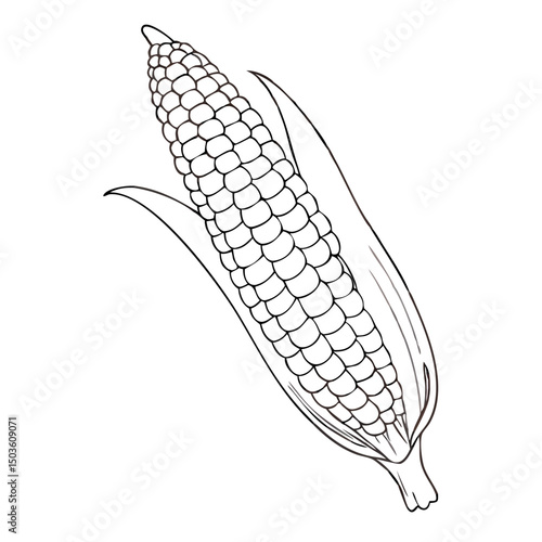 Vector Illustration of a Corn Cob With Detailed Husk on a Plain Background