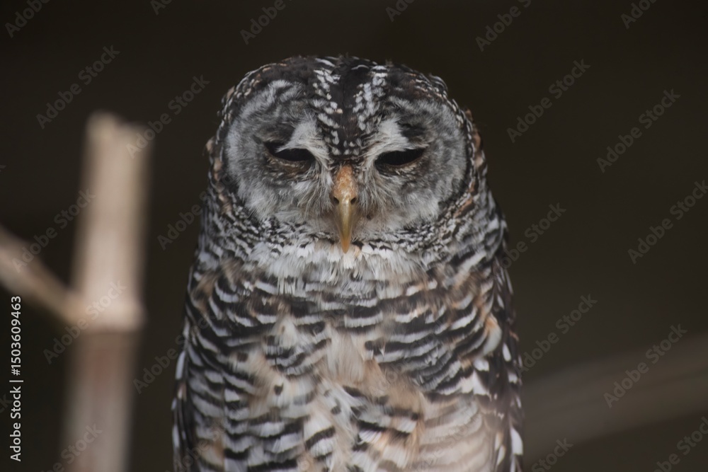 Fototapeta premium The Barred Owl (Strix varia), also known as the Northern Barred Owl, Striped Owl, Hoot Owl and Eight-Hooter Owl.