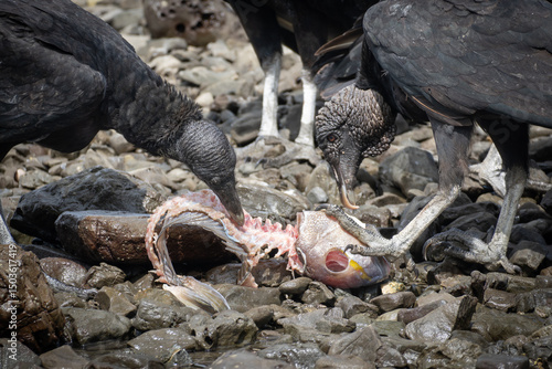 Tapeta dead fish on the ground being eaten by vultures