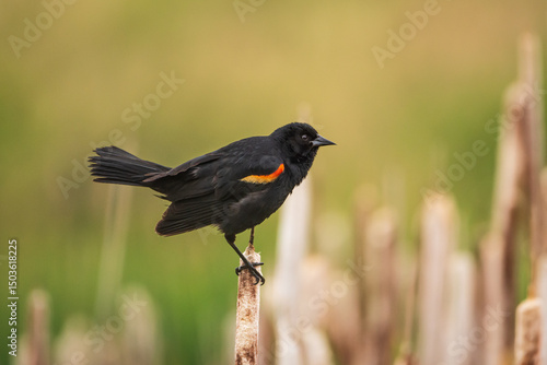 Fotografia Close-up of a Redwing blackbird sitting in cattails.