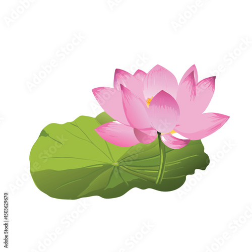 pink water lily vector