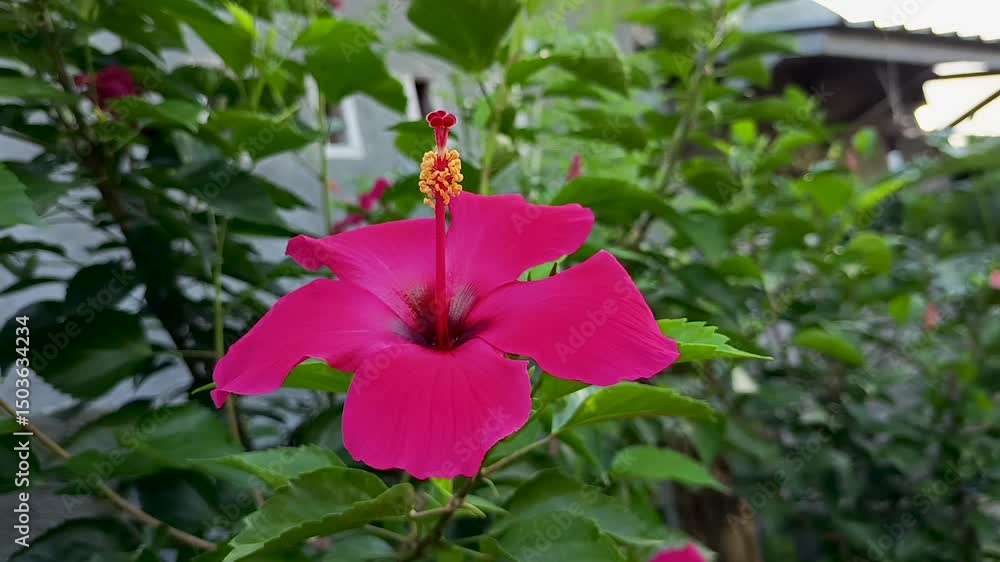 shoe flower or Hibiscus rosa-sinensis, a flowering plant known for its large and striking flowers. shoe flower or Hibiscus rosa-sinensis, a flowering plant known for its large and striking flowers.