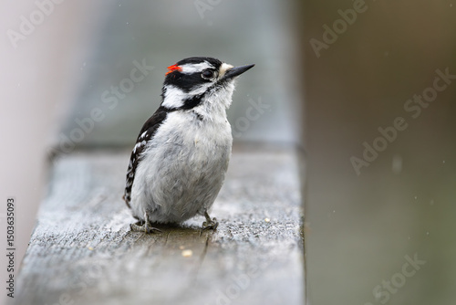 Male downy woodpecker sitiing on wooden railing