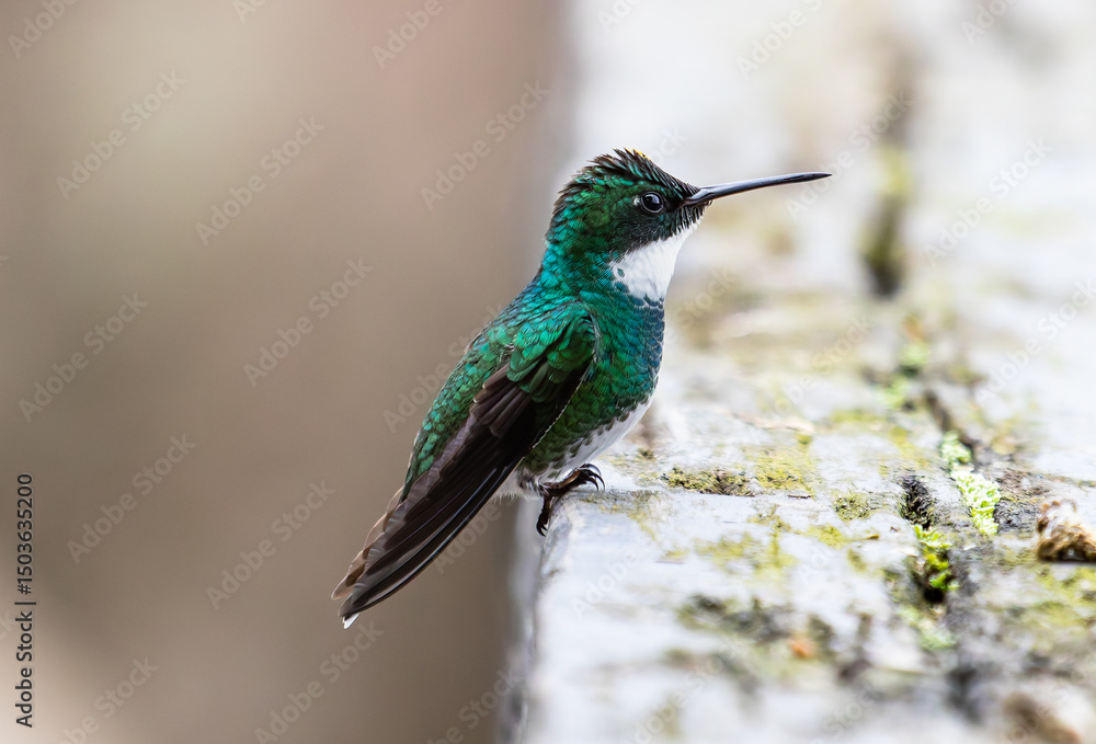 Fototapeta premium little hummingbird perched