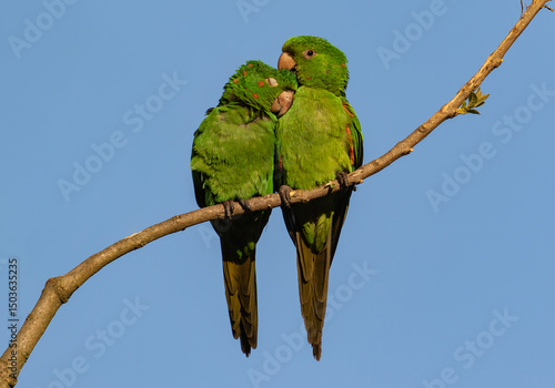 cute parakeets exchanging caresses