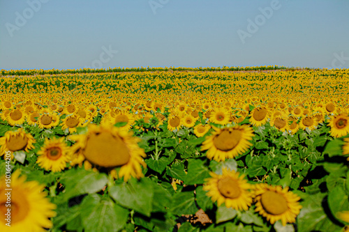 Campo de girasoles