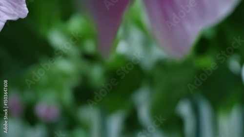 Delicate pink striped mallow blooms and unopened flower buds in soft focus, highlighted with water droplets on petals, set against a natural green background.