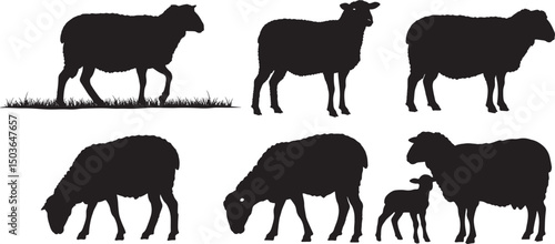 Sheep grazing and standing silhouette vector illustration