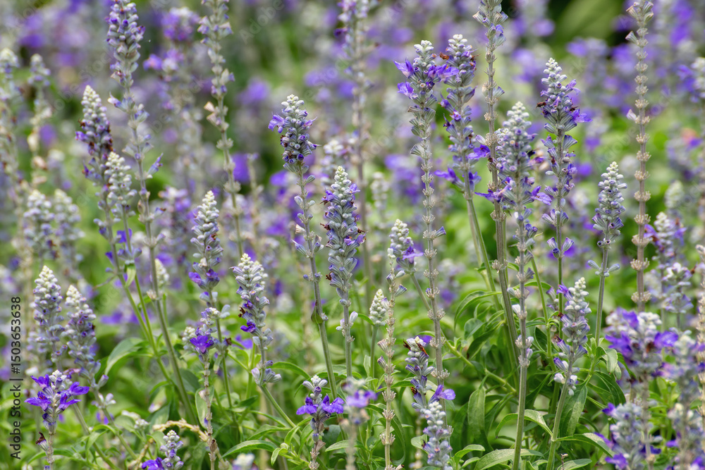 Obraz premium Purple flowers are blooming beautifully in the morning with sunlight.