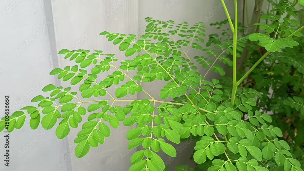 Vibrant green Moringa oleifera leaves display their characteristic compound structure, hinting at the plant's nutritional and medicinal value.