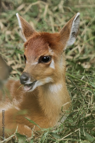 Фотография closeup of little sitatunga relaxing on the grass
