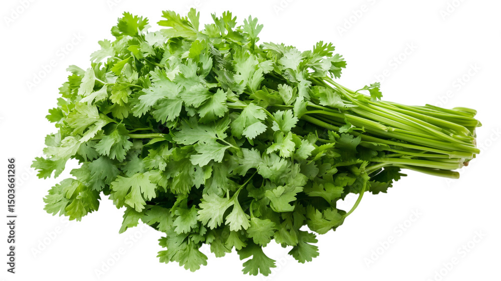 Fototapeta premium Fresh cilantro bunch isolated on transparent background
