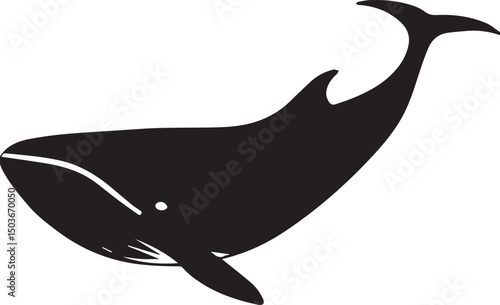  dolphin, fish, animal, vector 