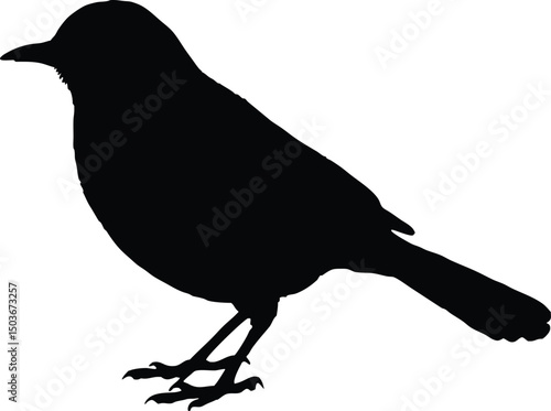 Blue jay bird silhouette vector, Blue jay bird icon vector illustration