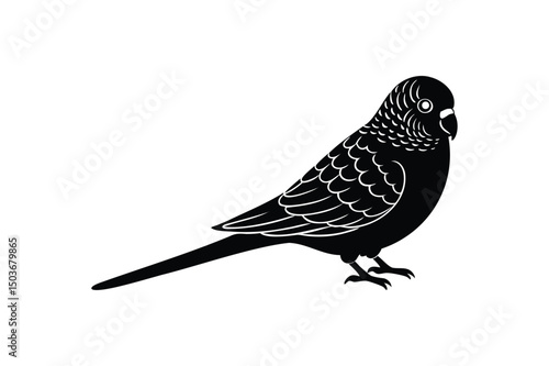 Budgie Bird silhouette on white background