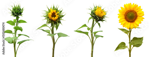 Collection sunflower flower evolution stages isolated on white background. Seeds and oil. Flat lay, top view