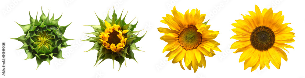 Fototapeta premium Collection sunflower flower evolution stages isolated on white background. Seeds and oil. Flat lay, top view