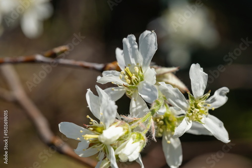 White juneberry flowers in the garden