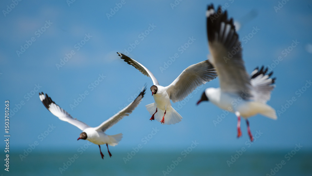 Obraz premium Three Brown-headed Gulls (Chroicocephalus brunnicephalus) hover over the sea at Talaimannar, Sri Lanka