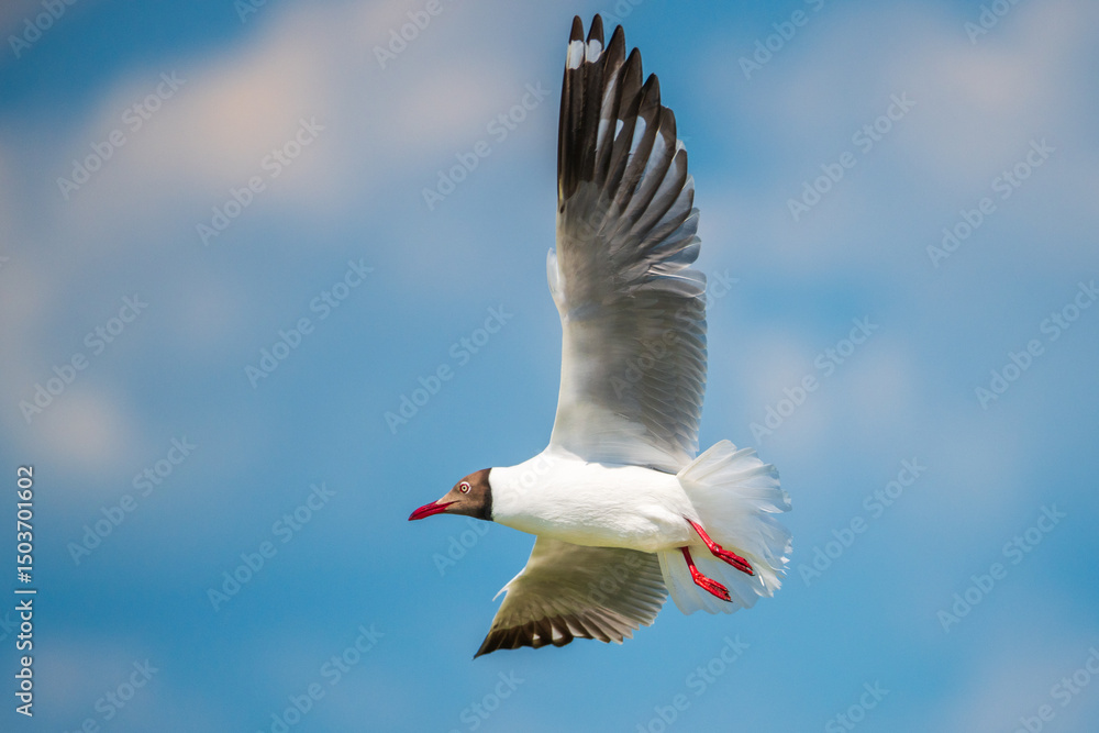 Fototapeta premium Seagull soars through the clear blue sky over Talaimannar, Sri Lanka, its wings arched elegantly and red legs extended in flight