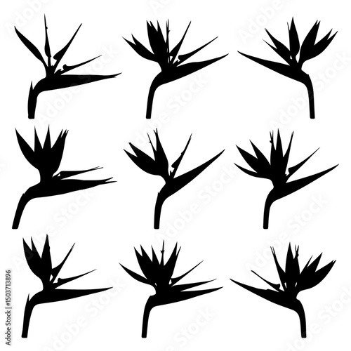 Bird of paradise flower silhouette vector collection in different style 