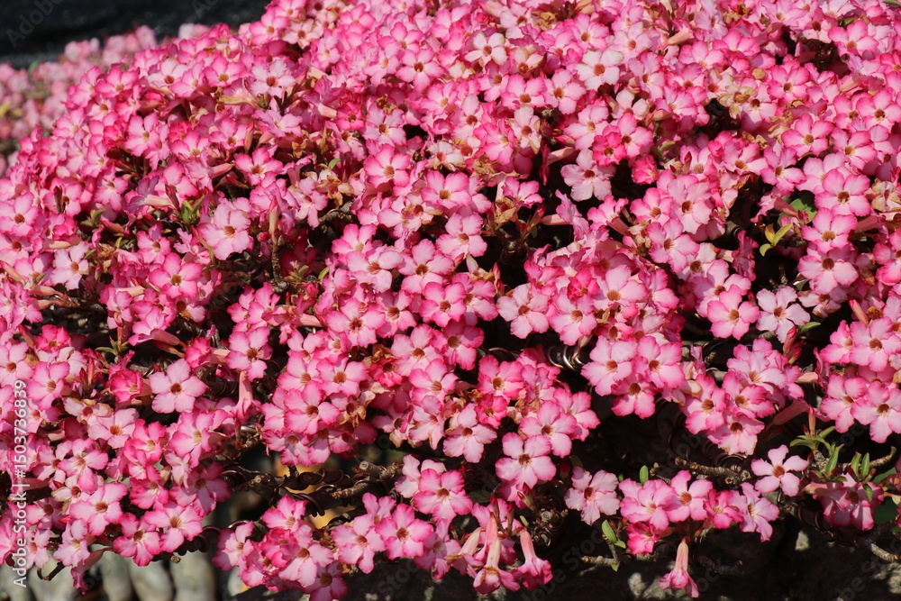 Pink flowers for background. The tree is densely blossoming. Pink flowers for background. The tree is densely blossoming.