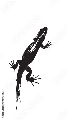 hand drawn silhouette of salamander , black silhouettes isolated on white background