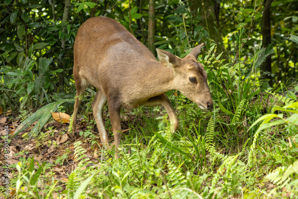 Wild deer in a natural habitat. Wild deer in a natural habitat.