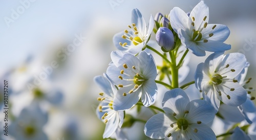 white and blue close uf flowers 