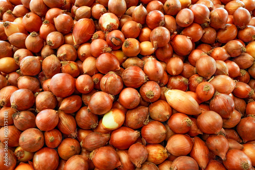 Cebola