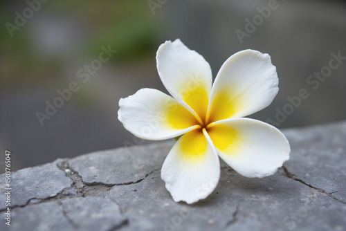 single white and yellow flower sitting on a concrete surface
