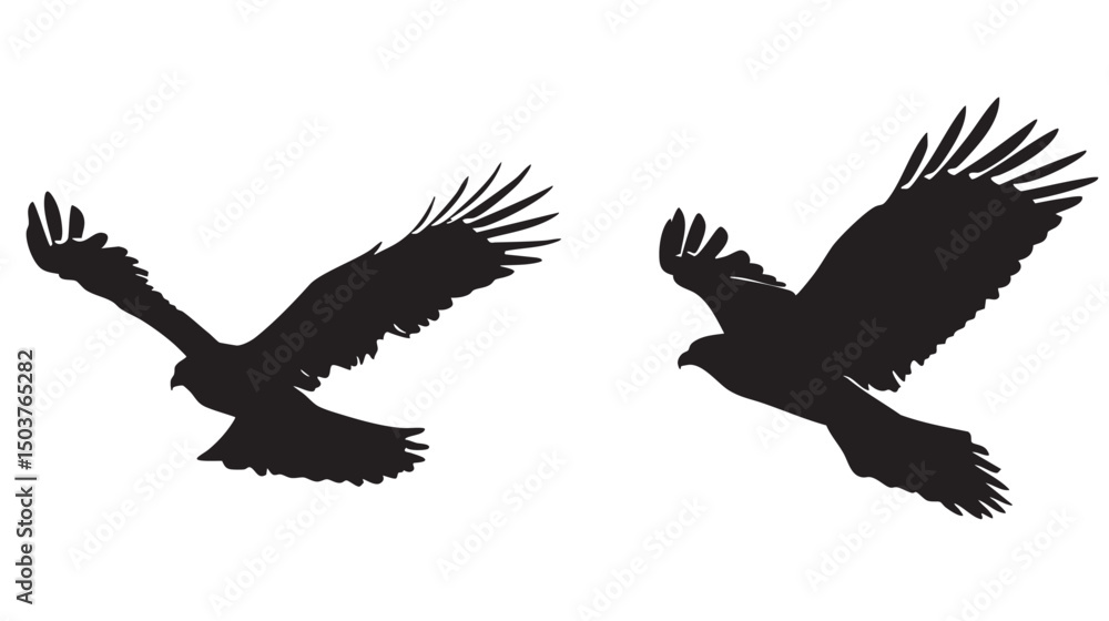 Obraz premium Hawks silhouette isolated in White background