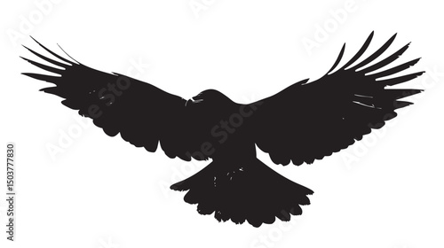 Isolated carrion crow in flight with fully open wings silhouette