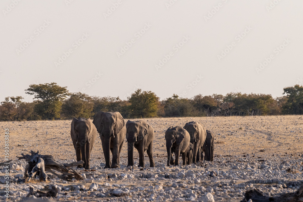 Obraz premium A herd of African Elephant -Loxodonta Africana- is approaching a waterhole in Etosha national Park, Namibia, for drinking and taking a bath.