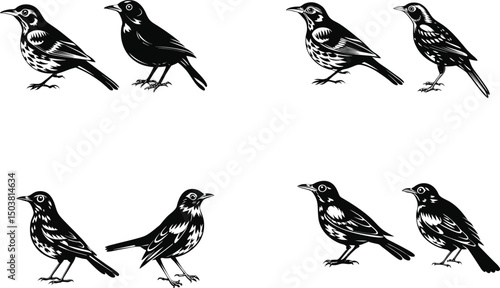 Black and white vector illustration of song thrush birds in different poses