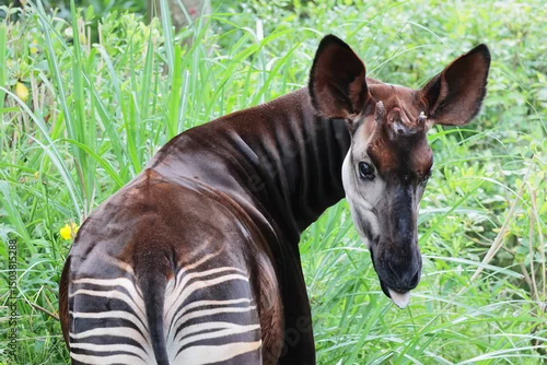 Naklejka na ścianę オカピ