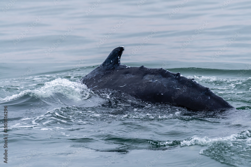 Fototapeta premium Dorsal fin of a surfacing whale, in Walvis Bay, Namibia.