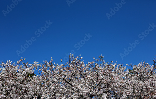 Blooming cherry blossom tree branches against clear blue sky